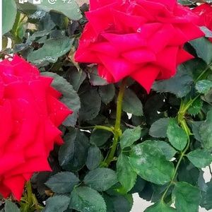 Meet your Posher, Barbara